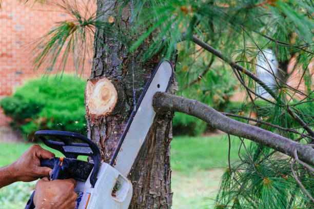 Residential Tree Removal in Questa, NM